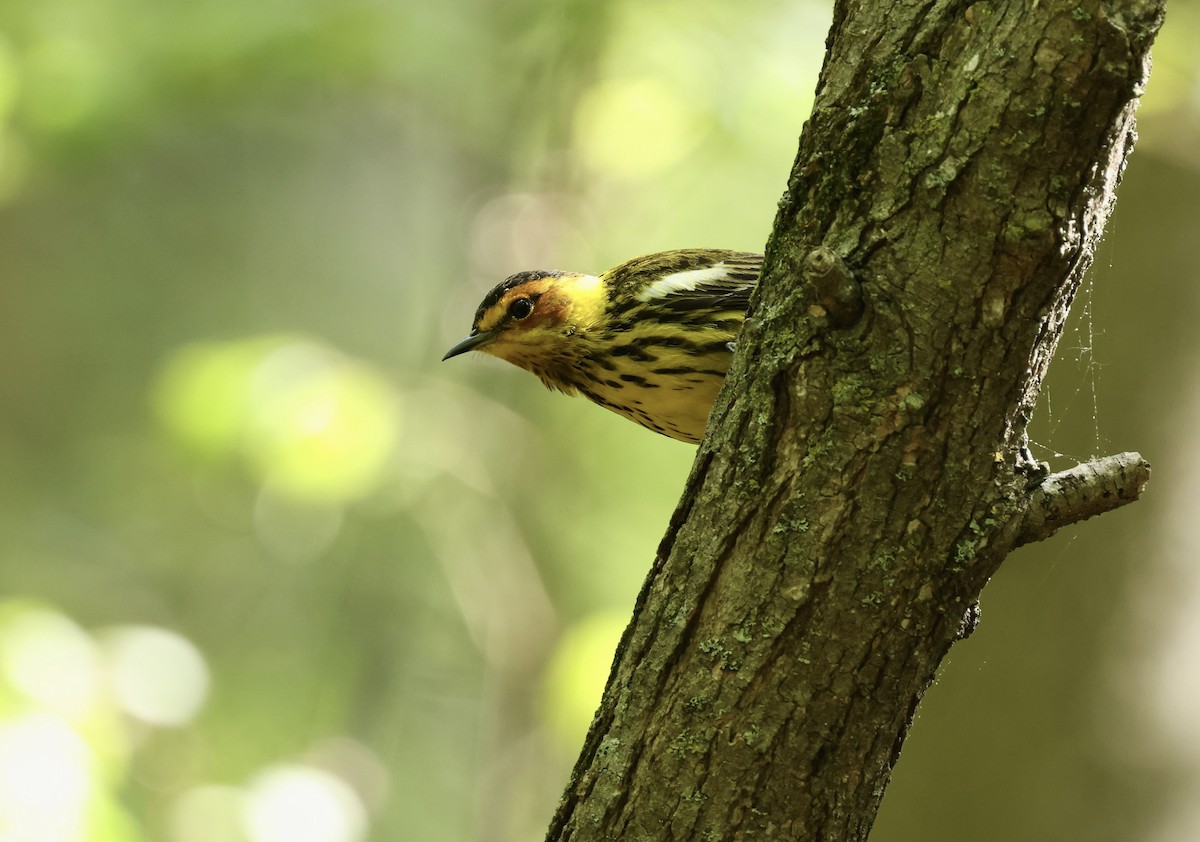 Cape May Warbler - ML619585961