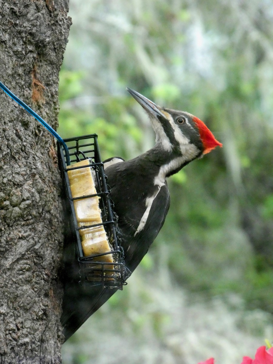 Pileated Woodpecker - ML619585962