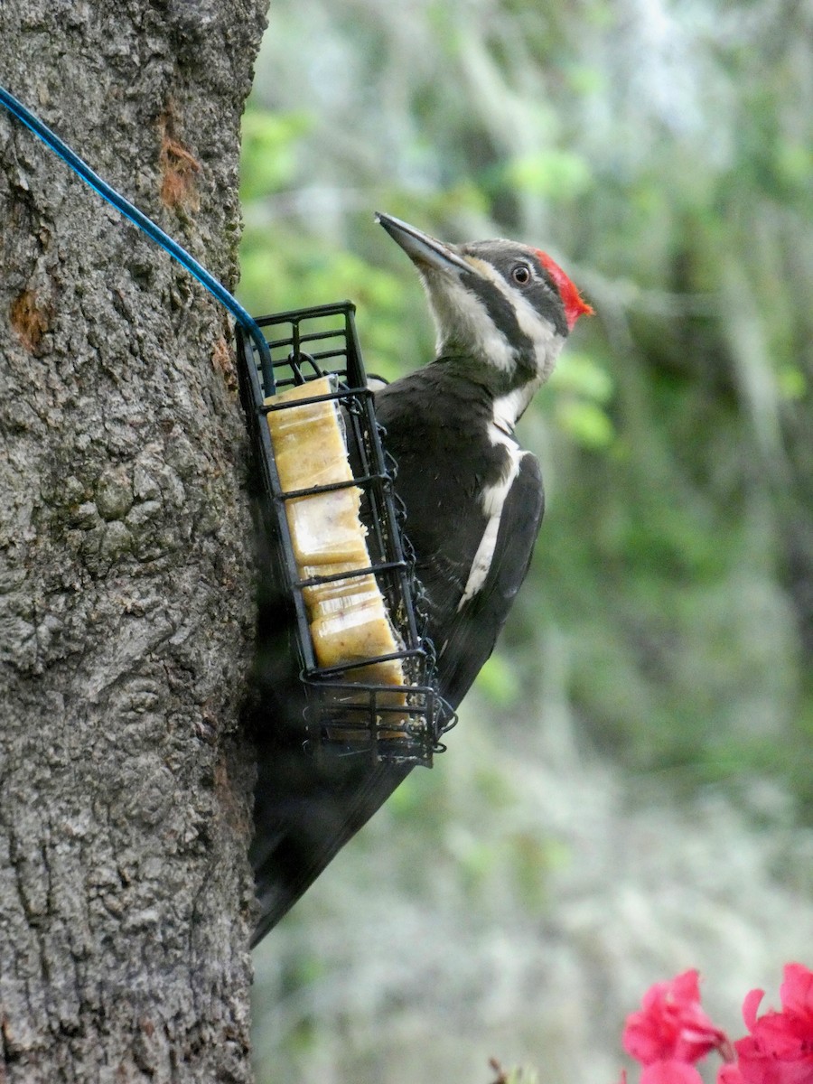 Pileated Woodpecker - ML619585968
