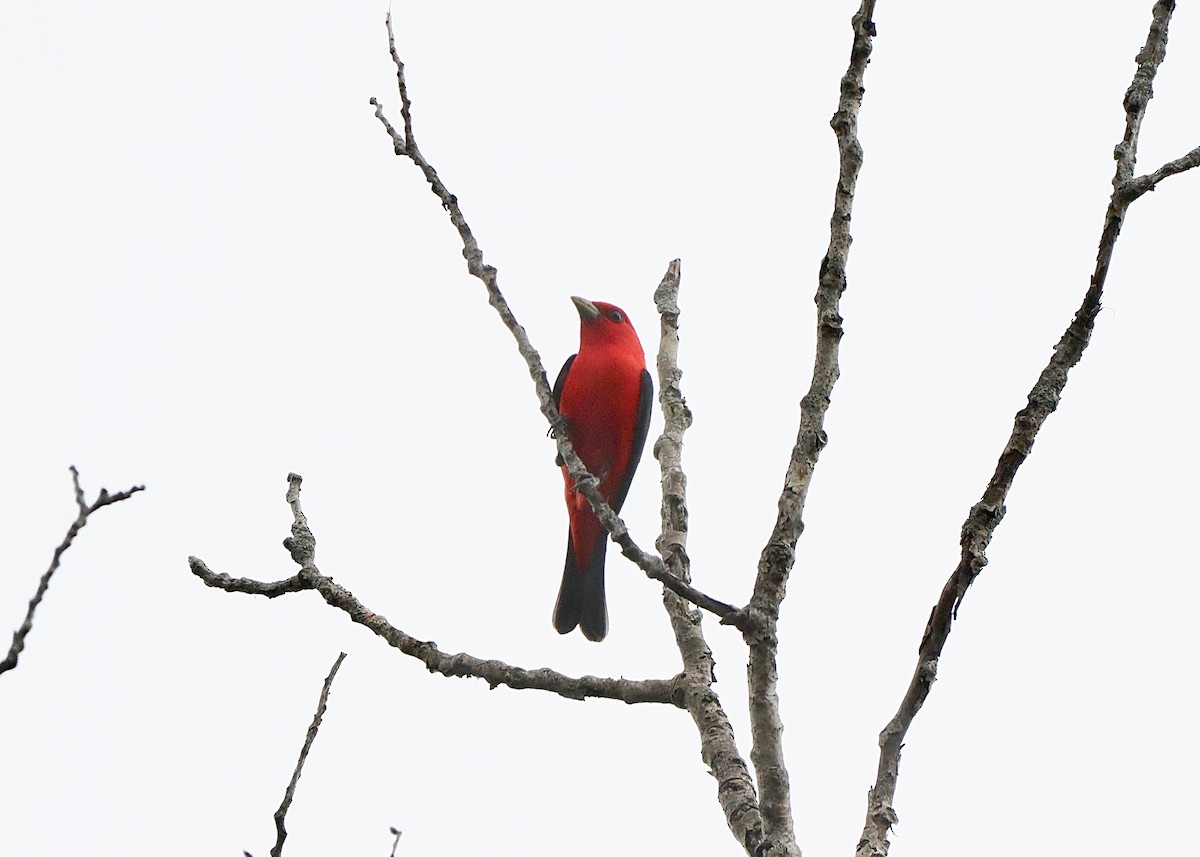 Scarlet Tanager - ML619585987