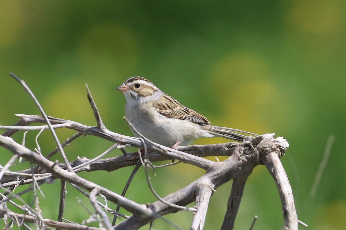Clay-colored Sparrow - ML619586080