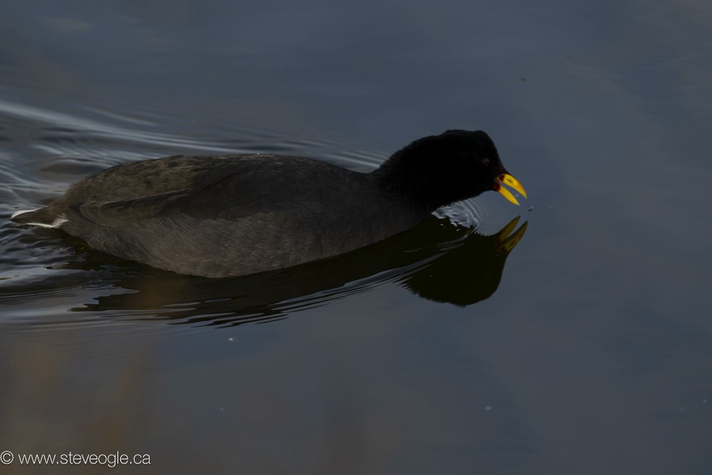 Red-fronted Coot - ML619586108