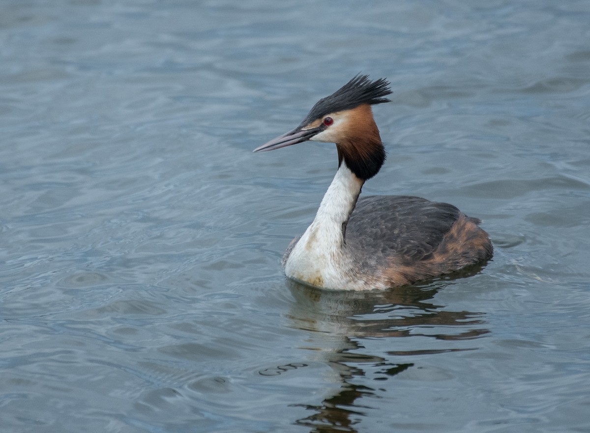 Great Crested Grebe - ML619586119