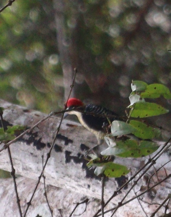 Black-cheeked Woodpecker - ML619586178