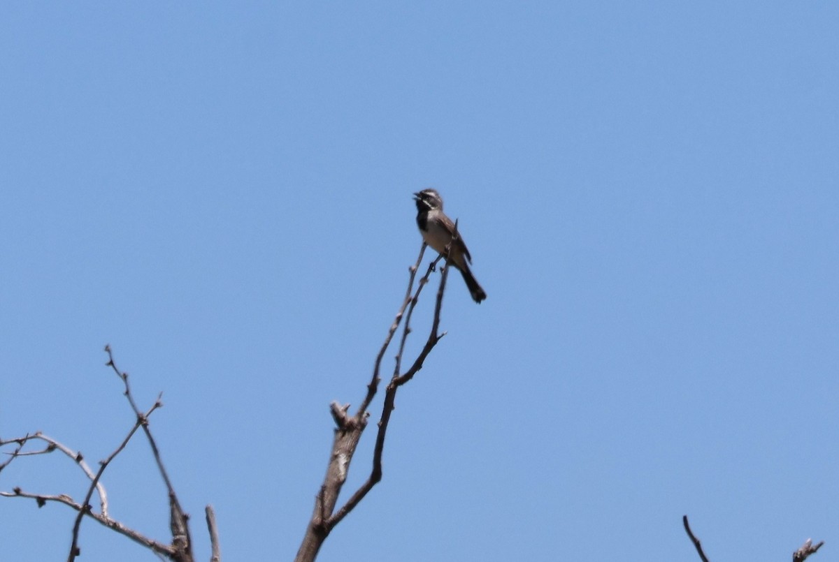 Black-throated Sparrow - ML619586234