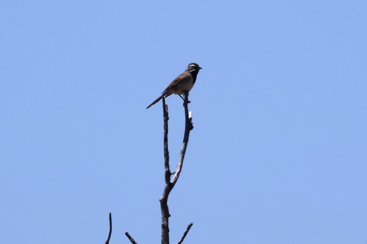 Black-throated Sparrow - ML619586235