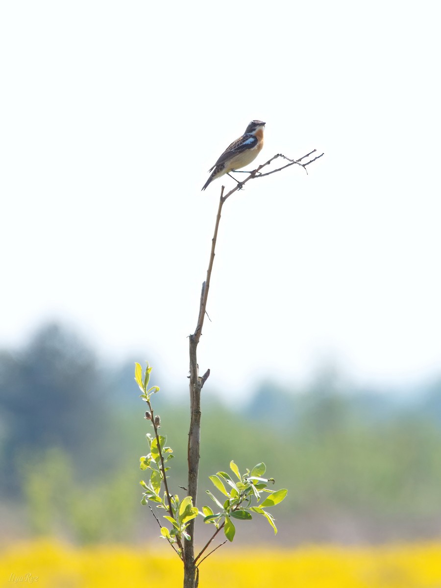 Whinchat - ML619586249