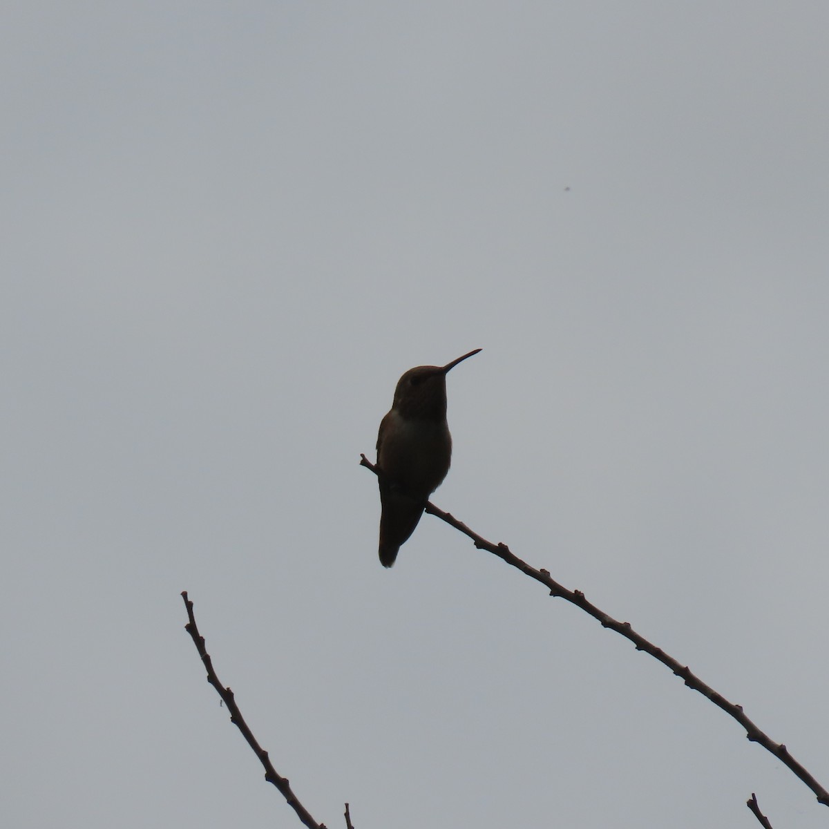 Allen's Hummingbird - ML619586255