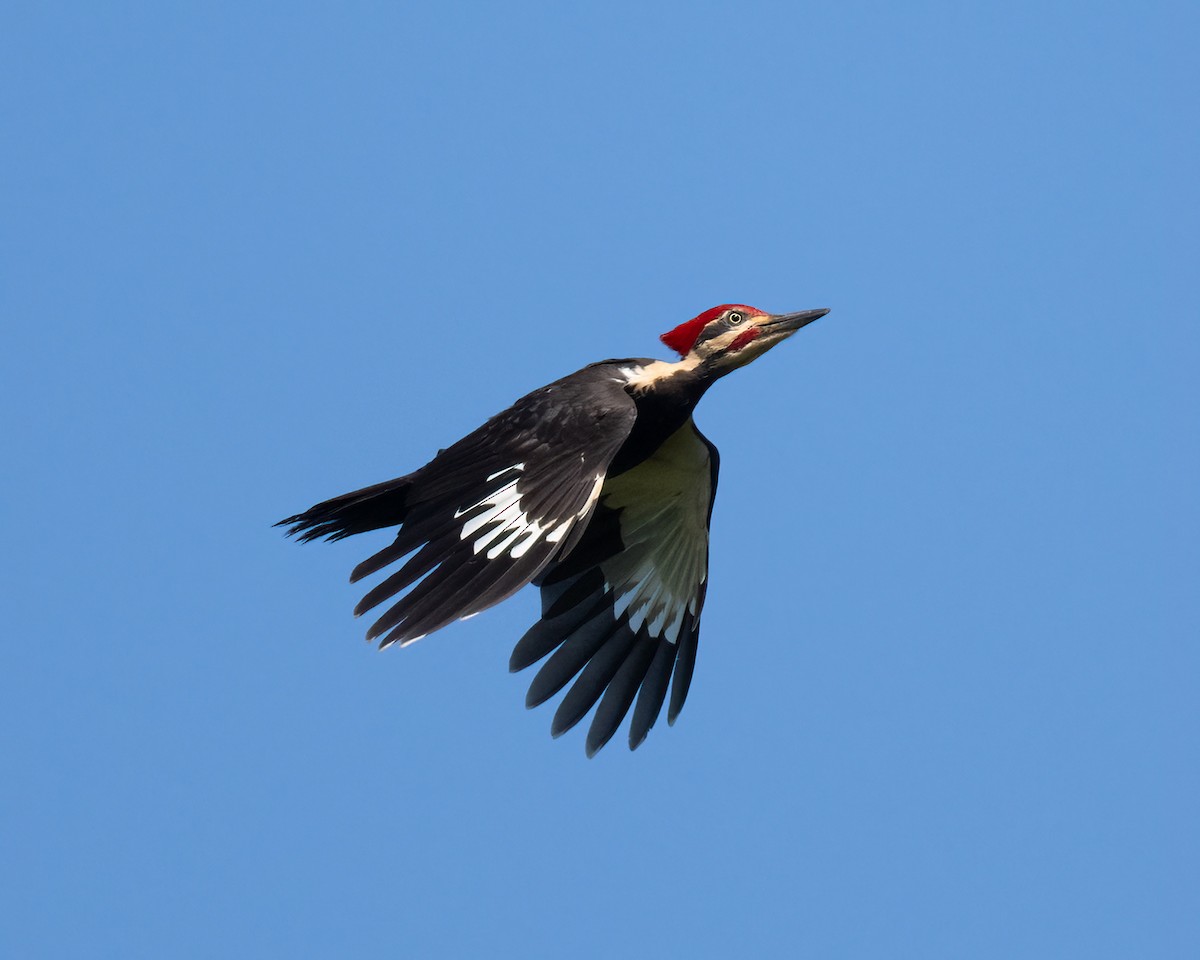 Pileated Woodpecker - ML619586270
