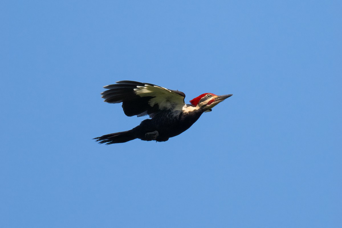 Pileated Woodpecker - ML619586271