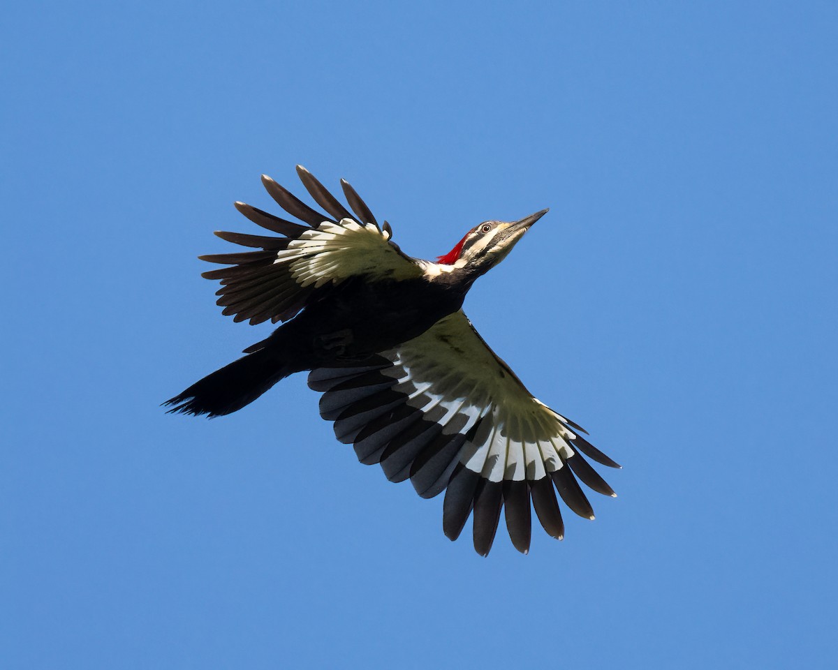 Pileated Woodpecker - ML619586272