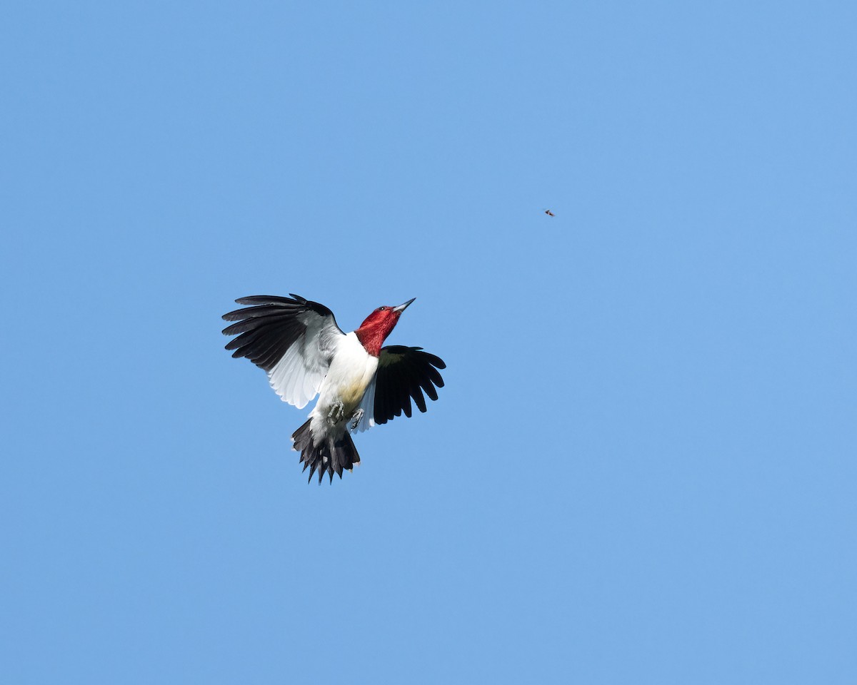 Red-headed Woodpecker - ML619586281