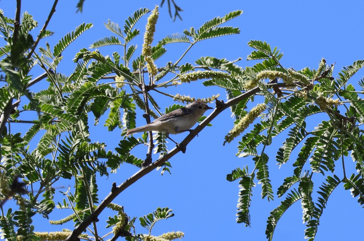 Lucy's Warbler - ML619586289