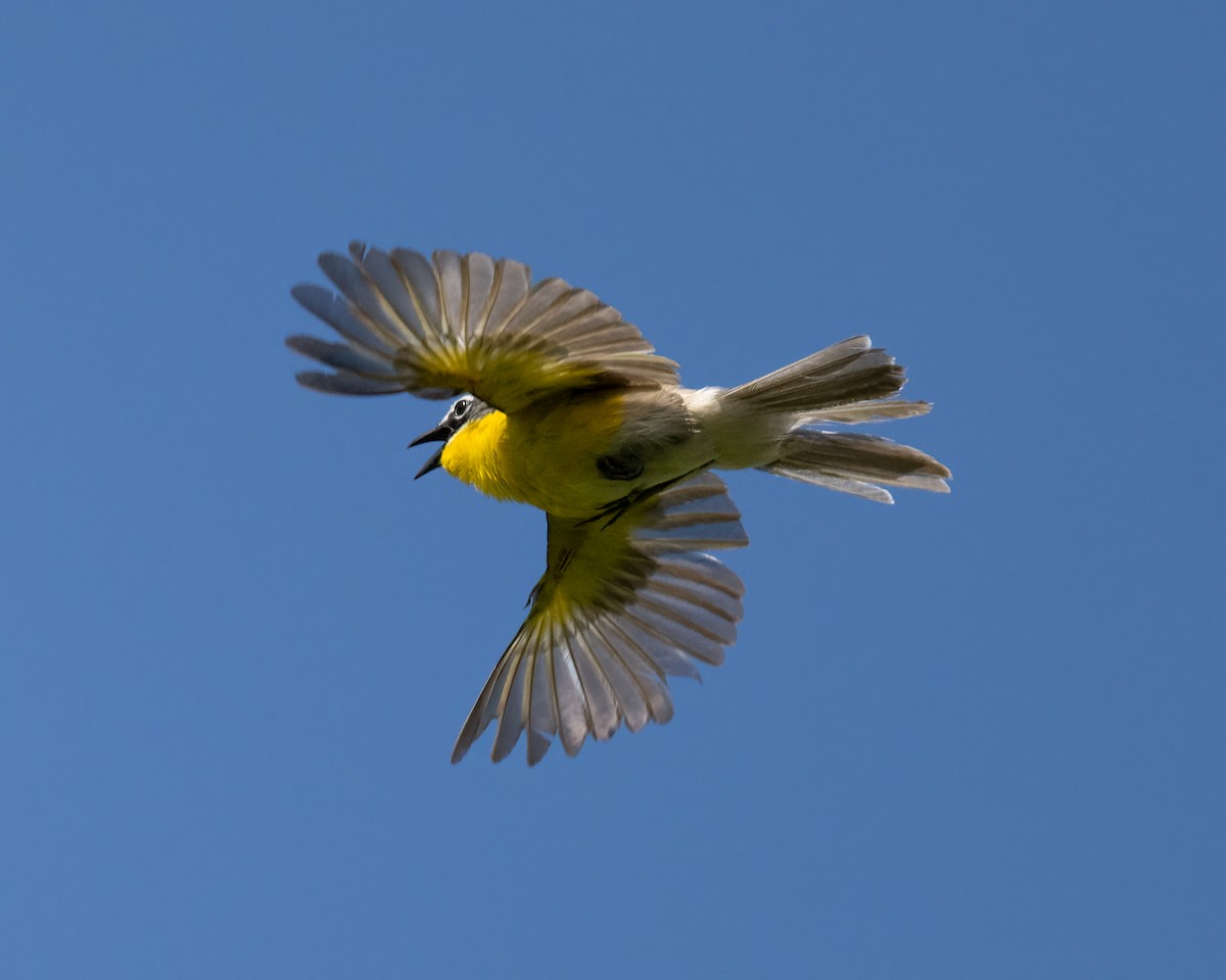 Yellow-breasted Chat - ML619586302