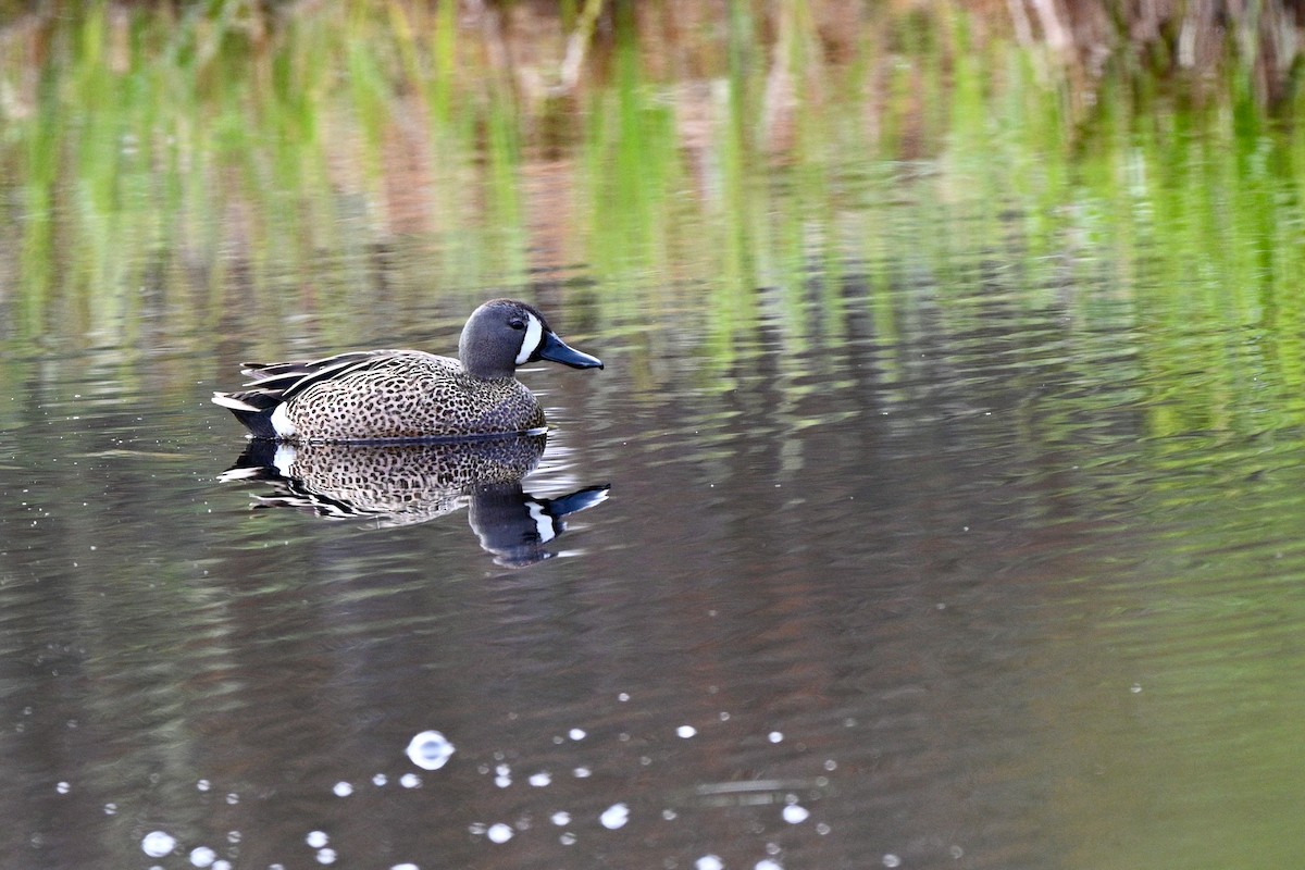 Blue-winged Teal - ML619586308