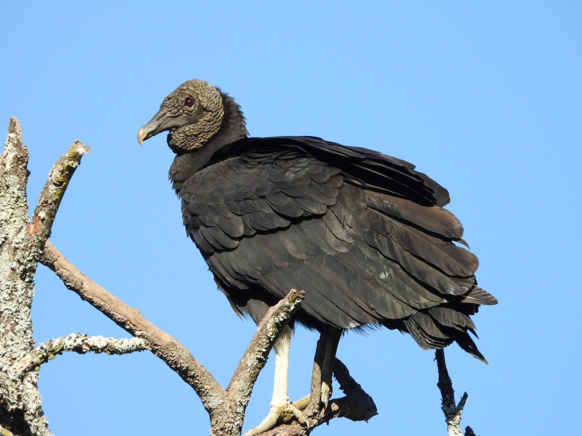 Black Vulture - ML619586343