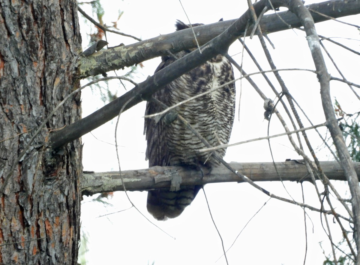 Great Horned Owl - ML619586365