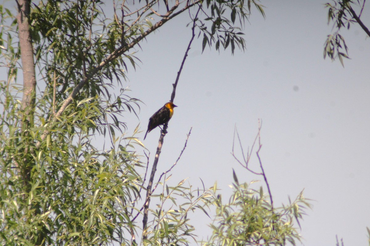 Yellow-headed Blackbird - ML619586418