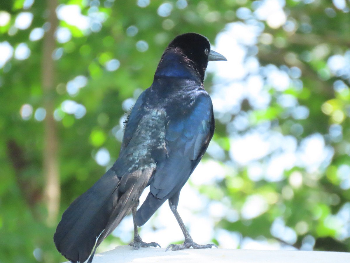 Boat-tailed Grackle - ML619586420