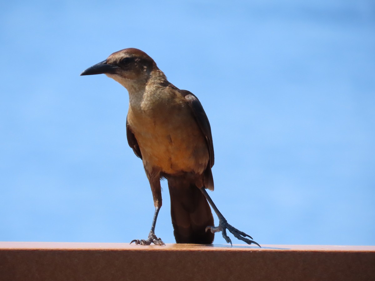 Boat-tailed Grackle - ML619586424