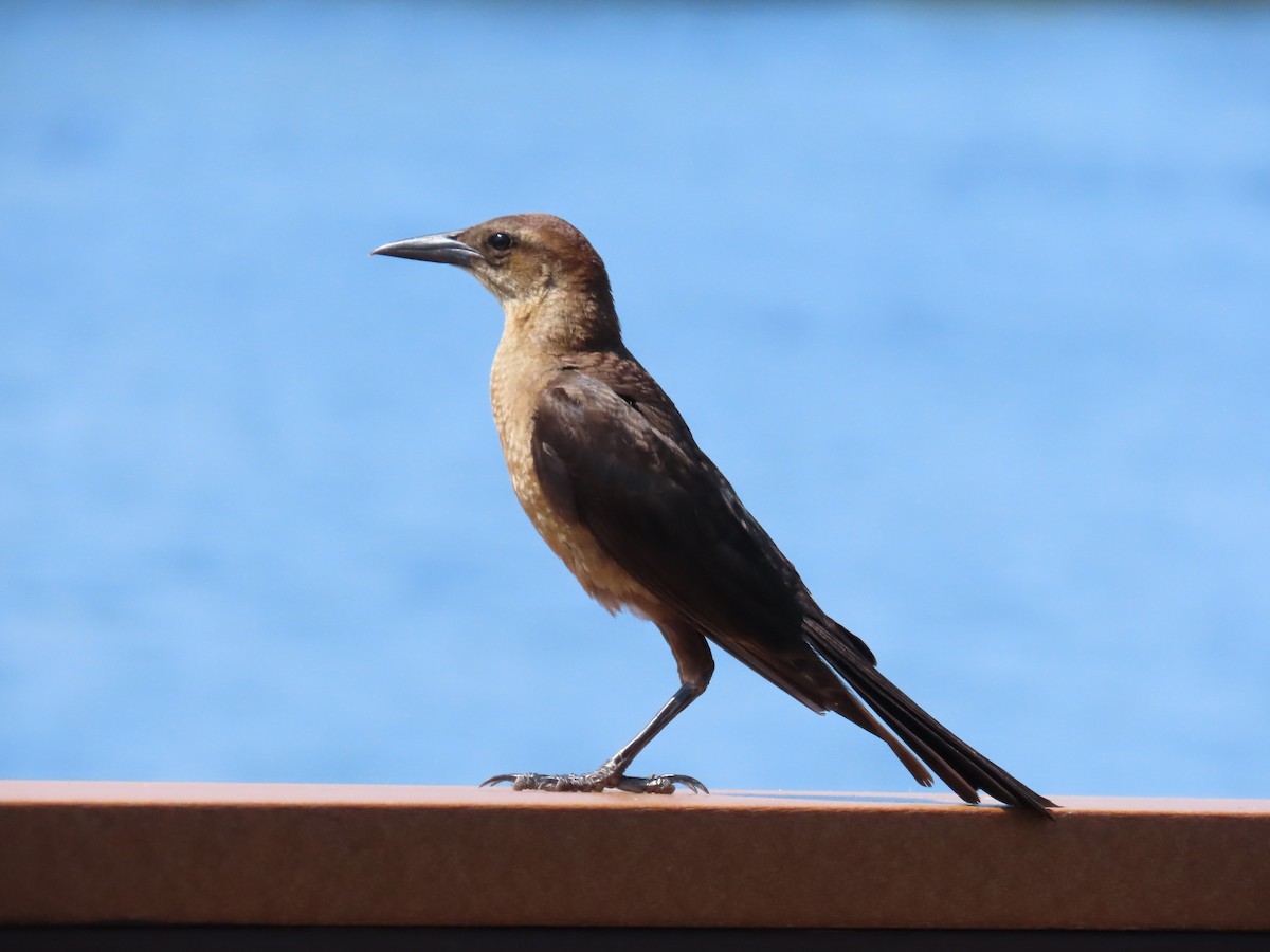 Boat-tailed Grackle - ML619586425