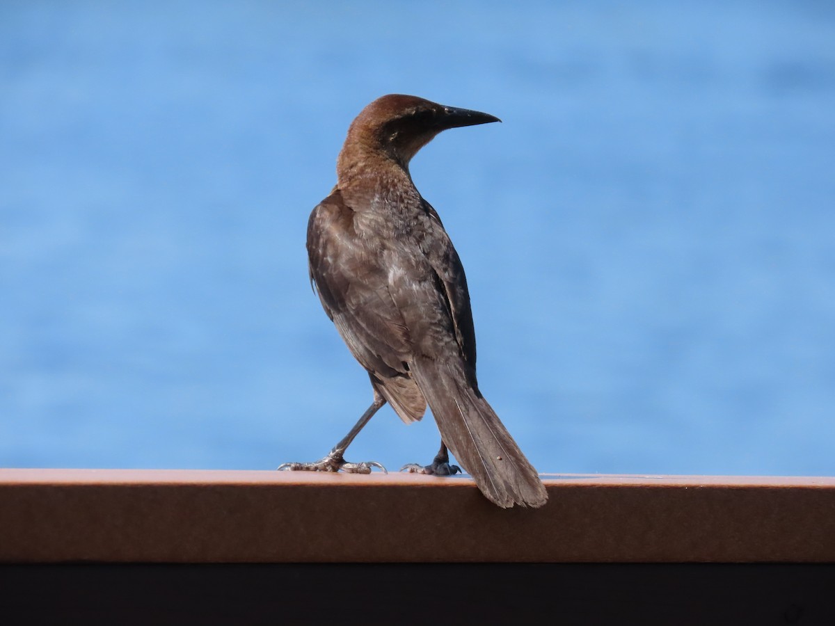 Boat-tailed Grackle - ML619586426