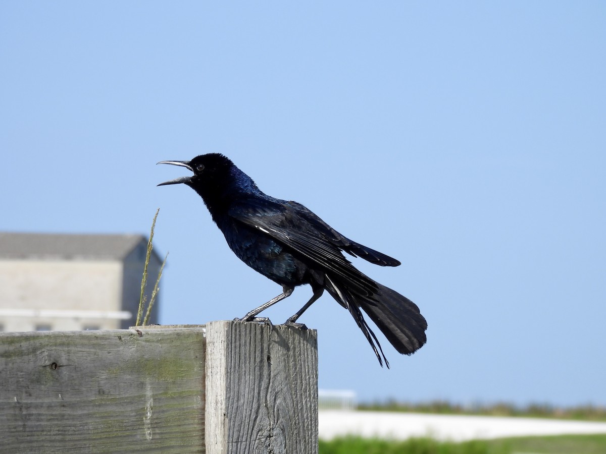 Boat-tailed Grackle - ML619586454