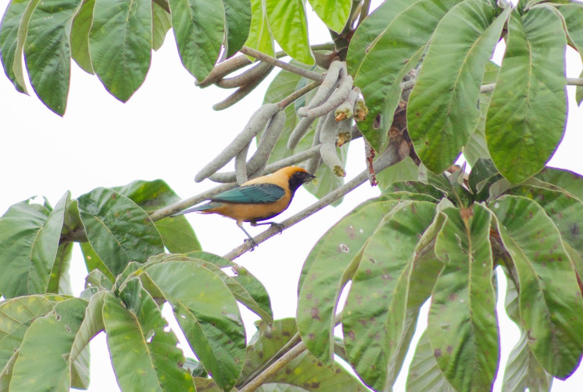 Burnished-buff Tanager - ML619586476