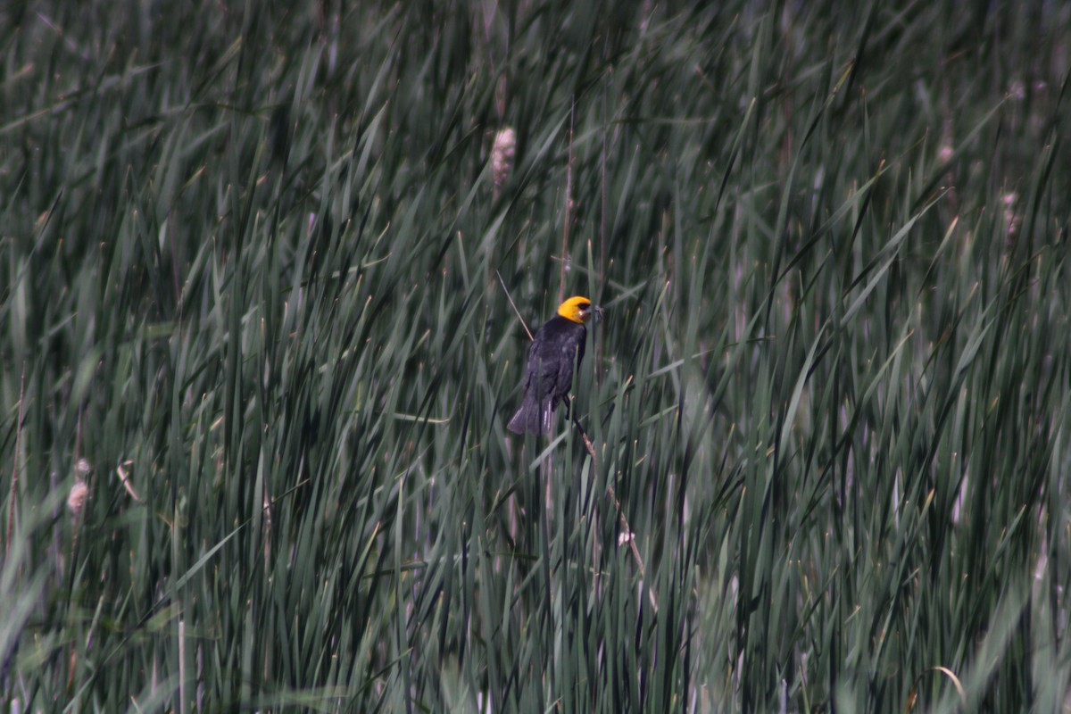 Yellow-headed Blackbird - ML619586482
