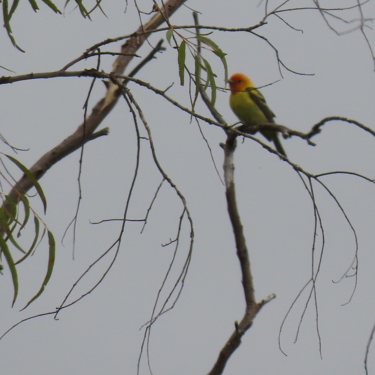 Western Tanager - ML619586497