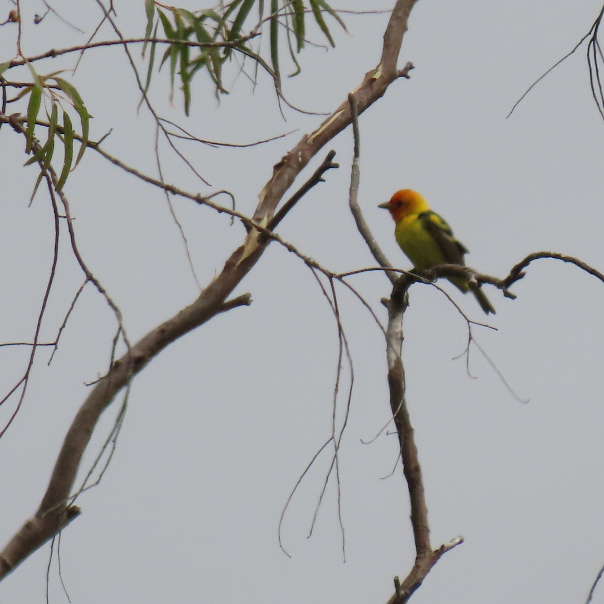 Western Tanager - ML619586502