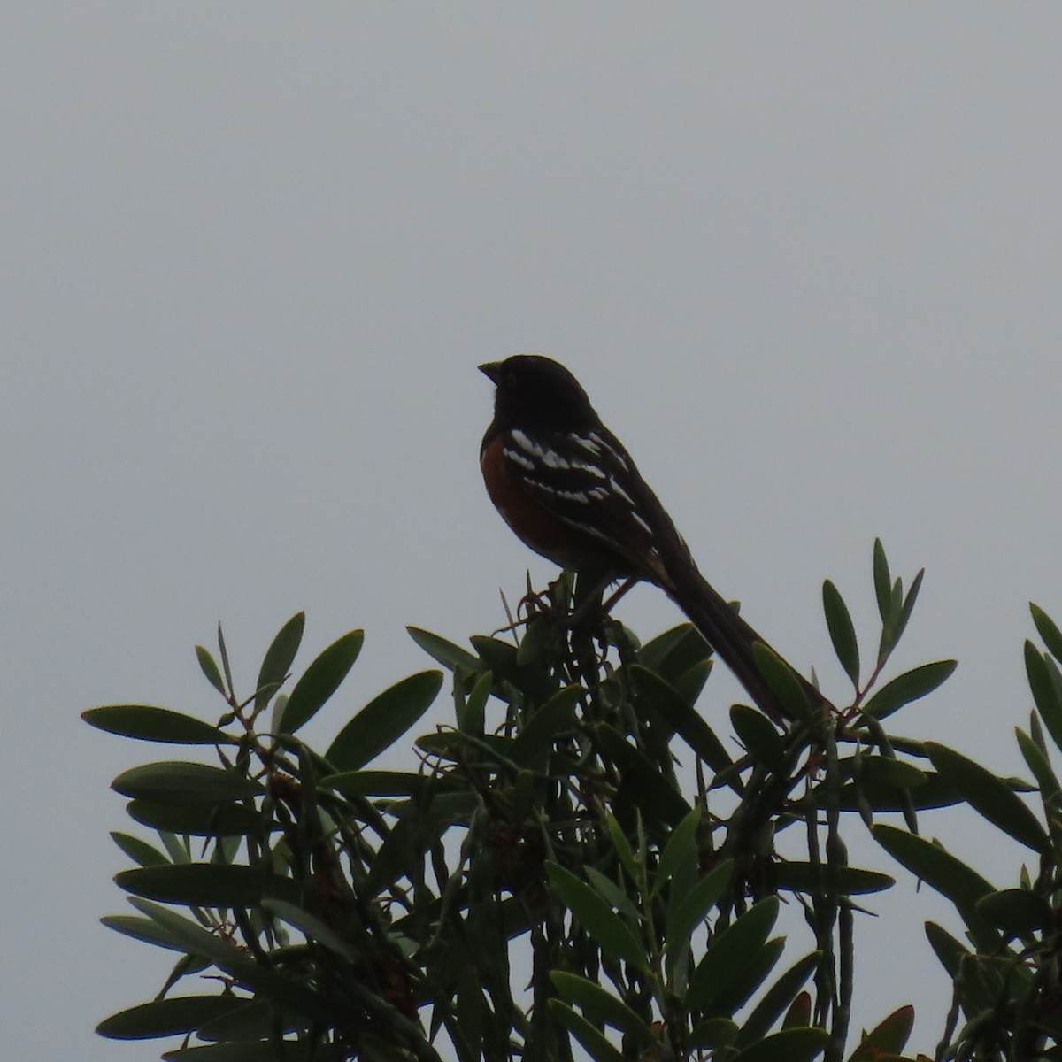 Spotted Towhee - ML619586515