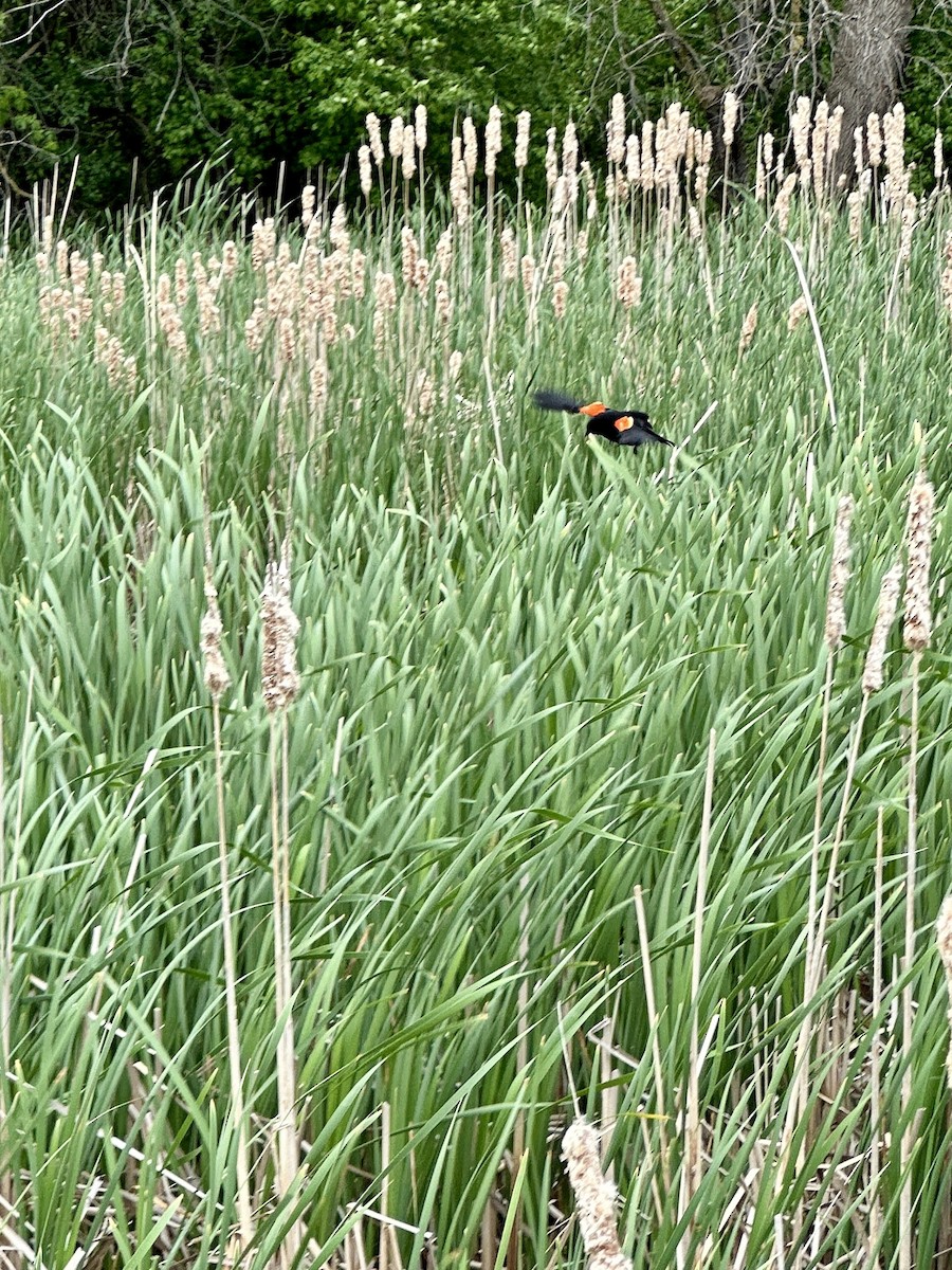 Red-winged Blackbird (Red-winged) - ML619586552