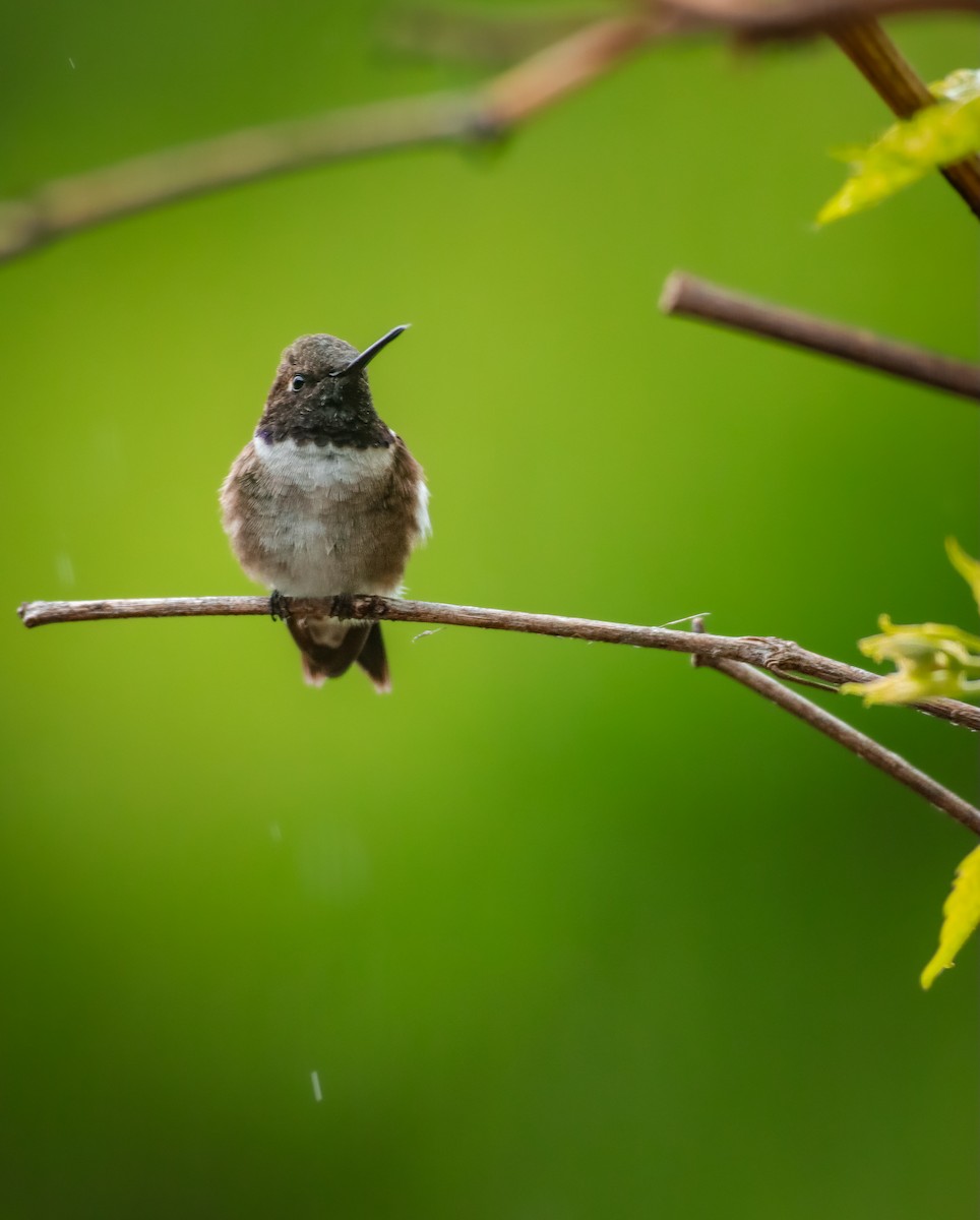 Black-chinned Hummingbird - ML619586568