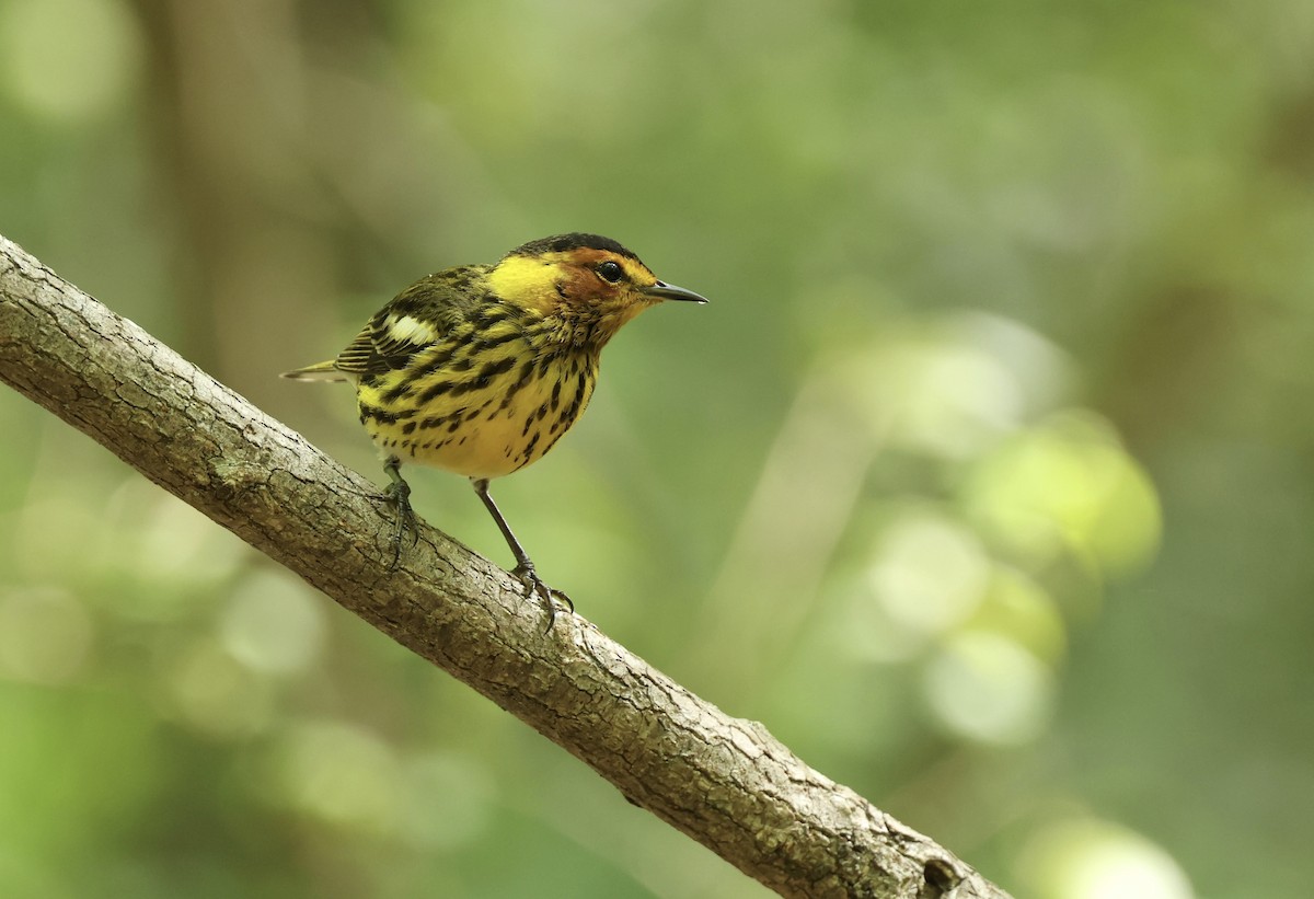 Cape May Warbler - ML619586587