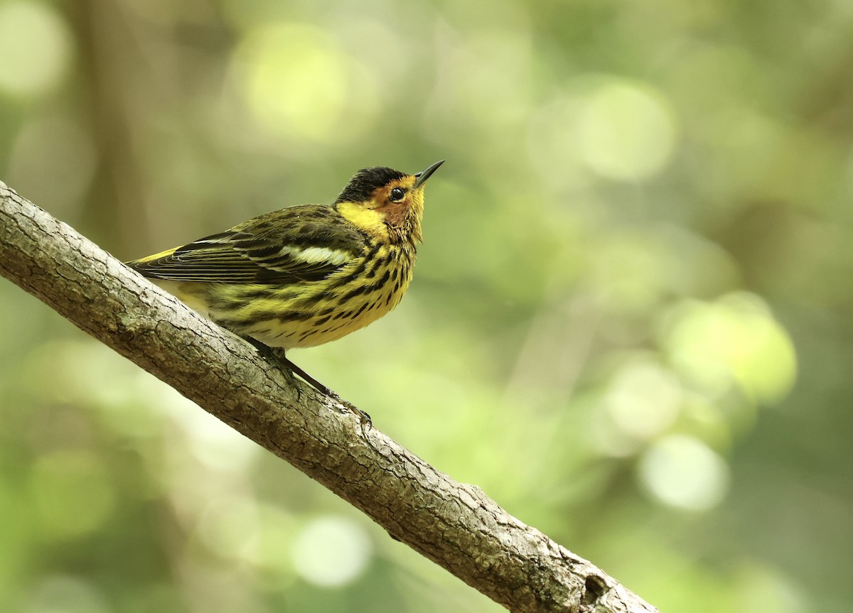 Cape May Warbler - ML619586589