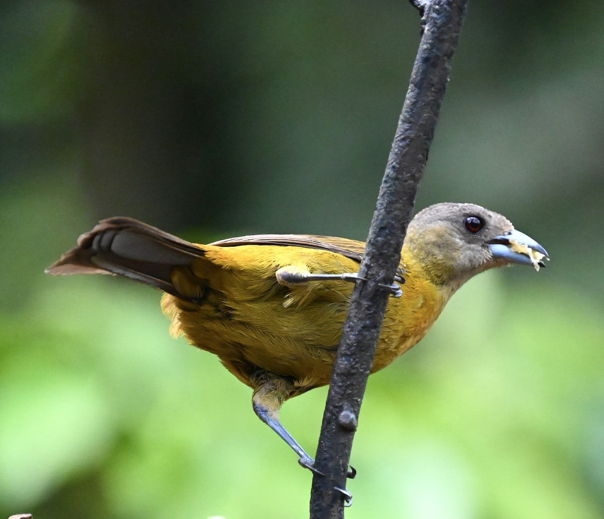 Scarlet-rumped Tanager - ML619586600