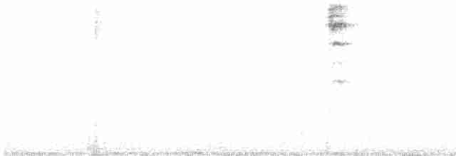 Новозеландская веерохвостка - ML619586601