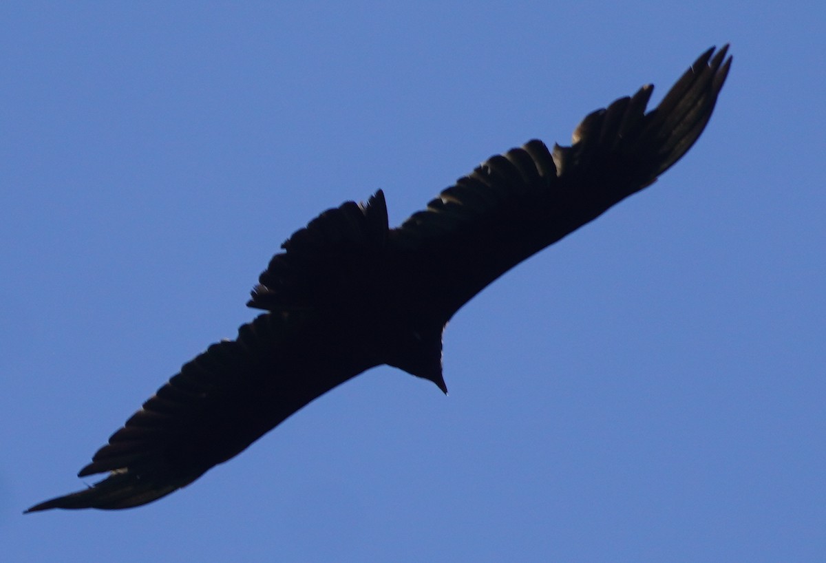 Turkey Vulture - ML619586643