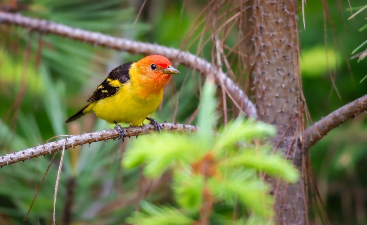 Western Tanager - ML619586672