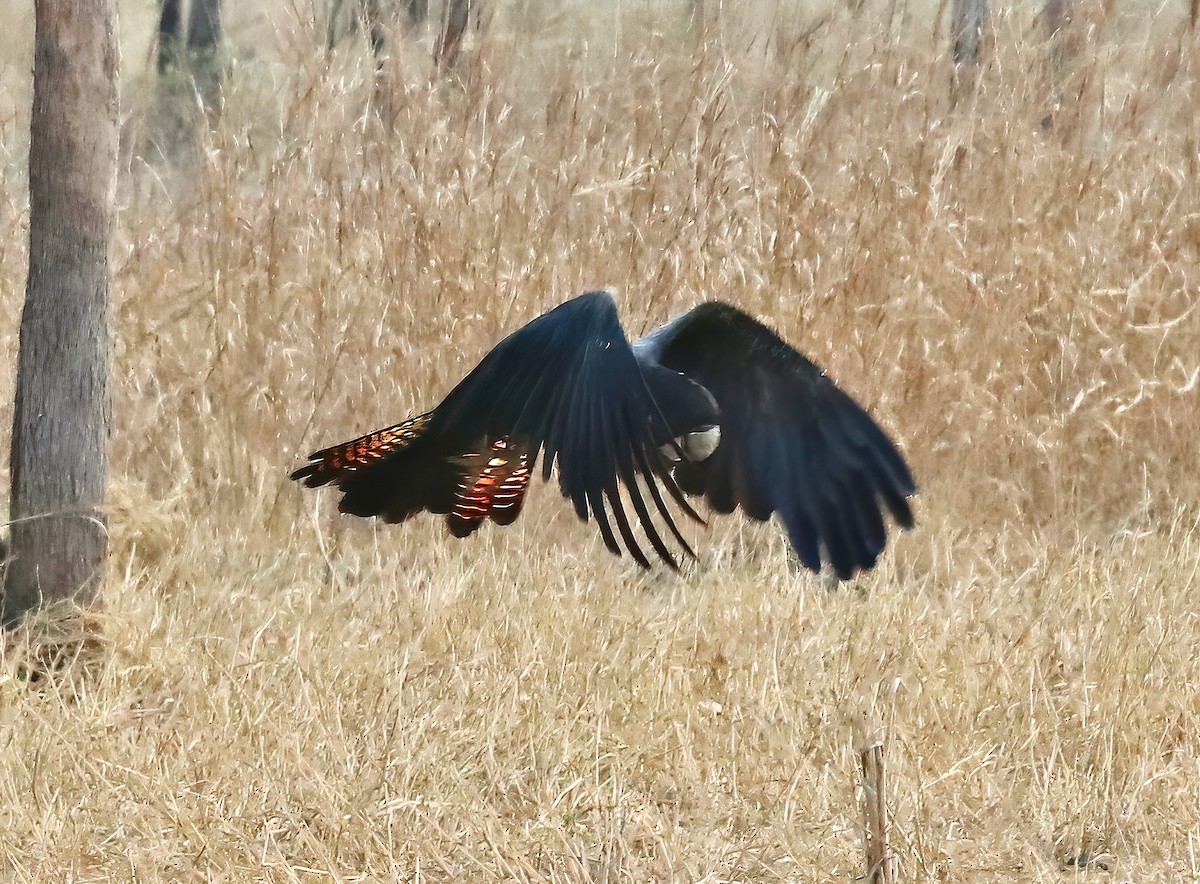 Red-tailed Black-Cockatoo - ML619586706