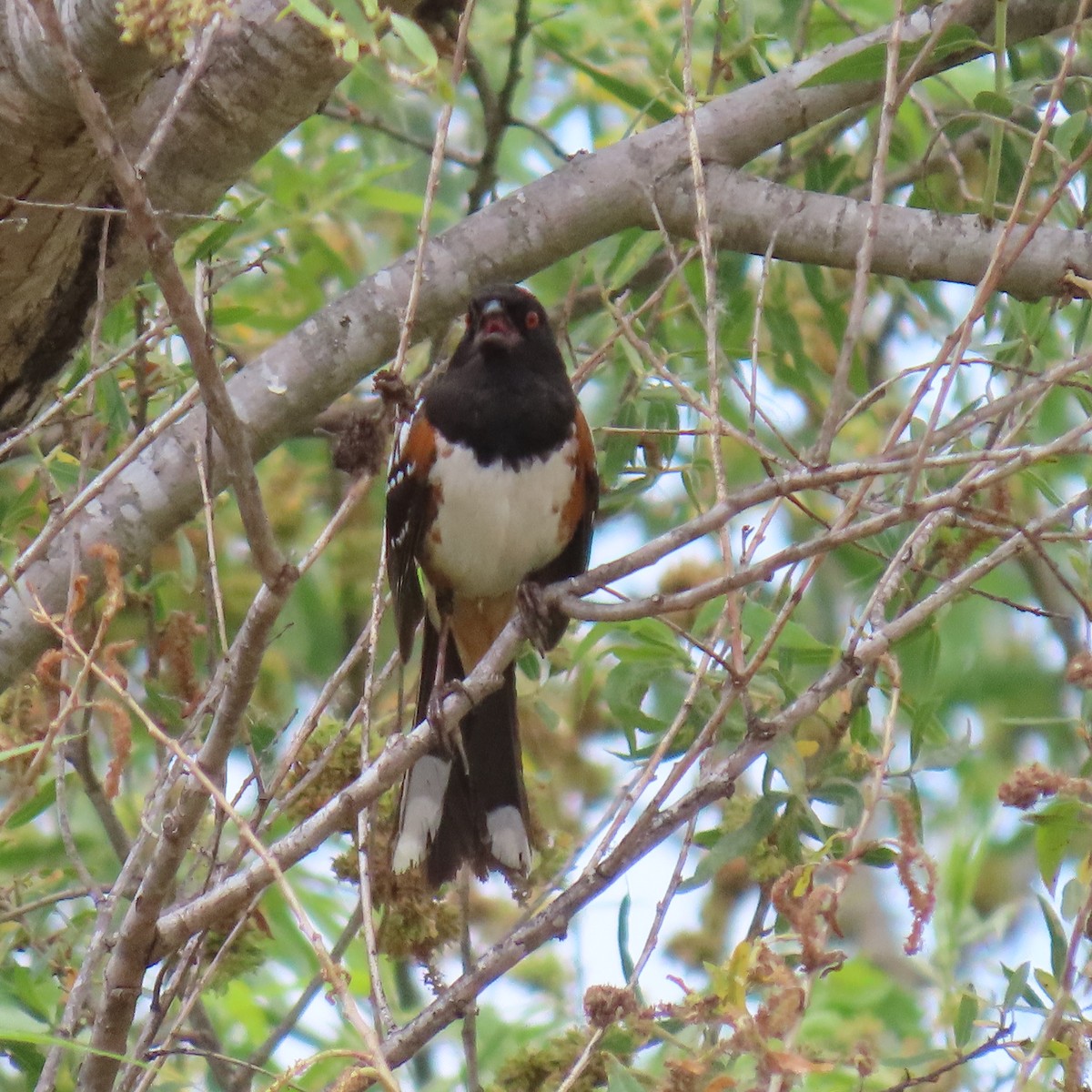 Spotted Towhee - ML619586721