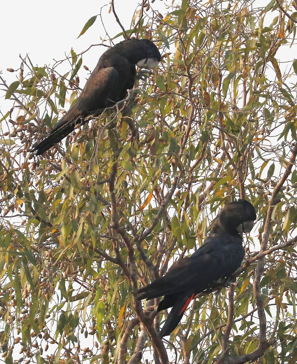 Red-tailed Black-Cockatoo - ML619586733