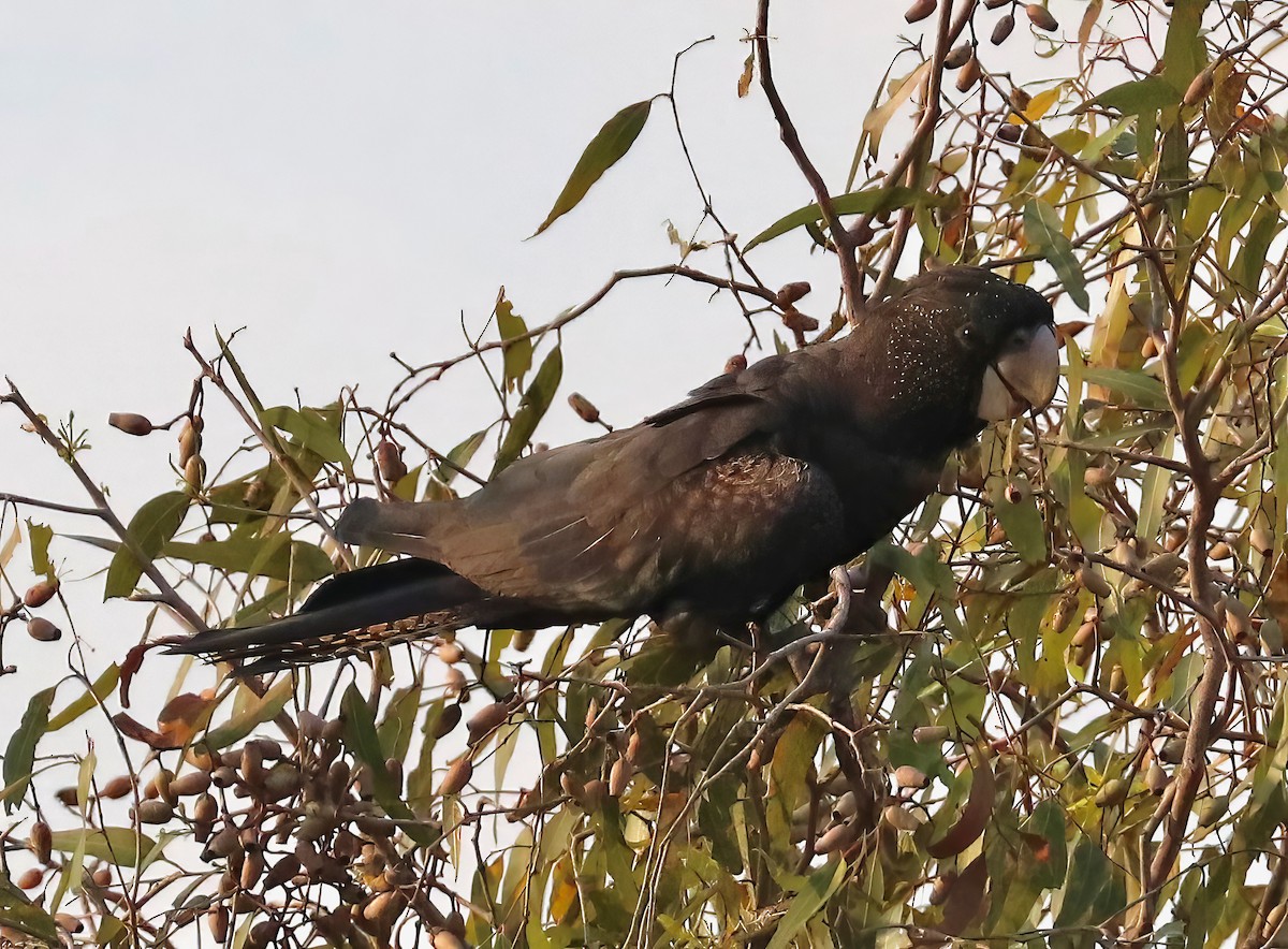 Red-tailed Black-Cockatoo - ML619586743