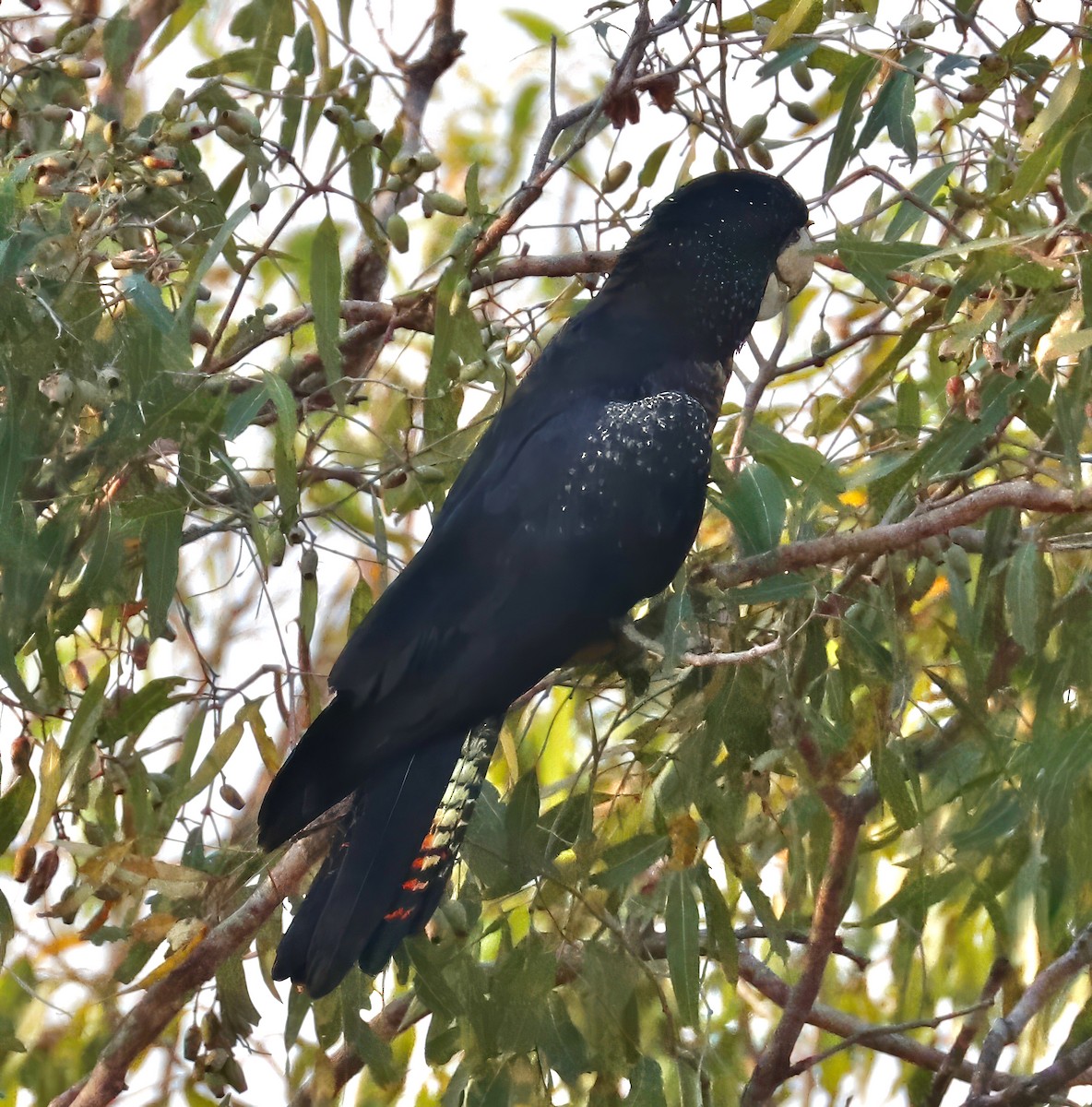 Red-tailed Black-Cockatoo - ML619586795