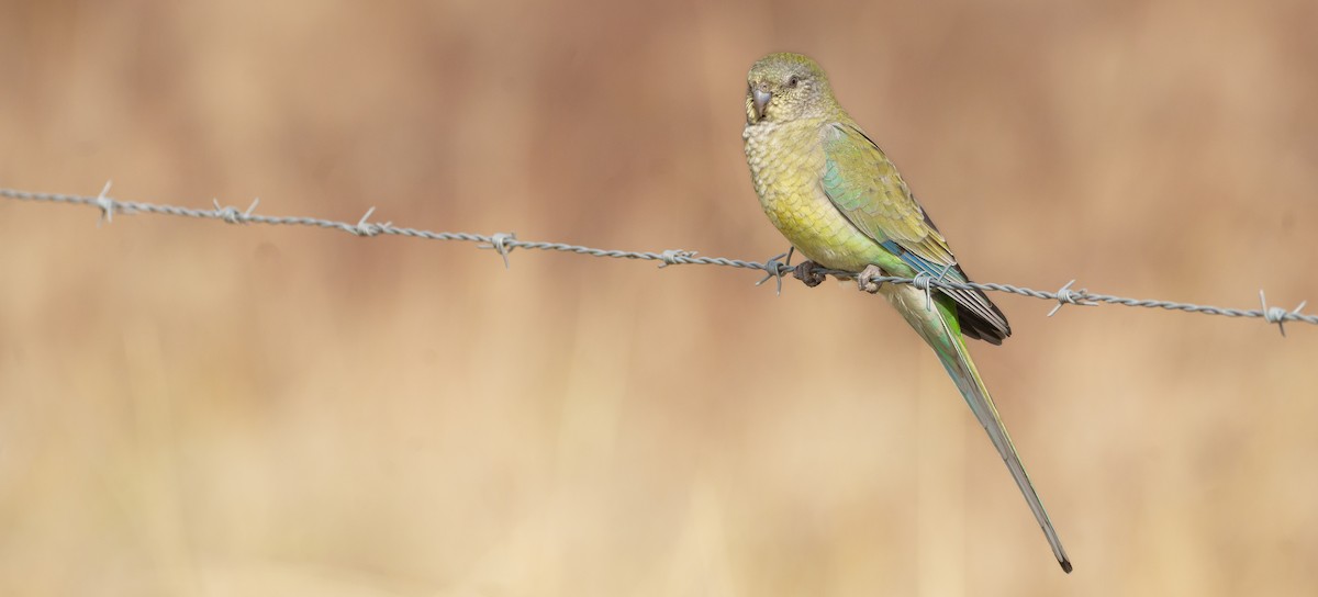 Red-rumped Parrot - ML619586820