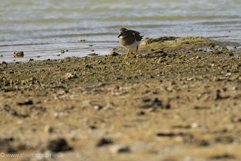 Rufous-chested Dotterel - ML619586833