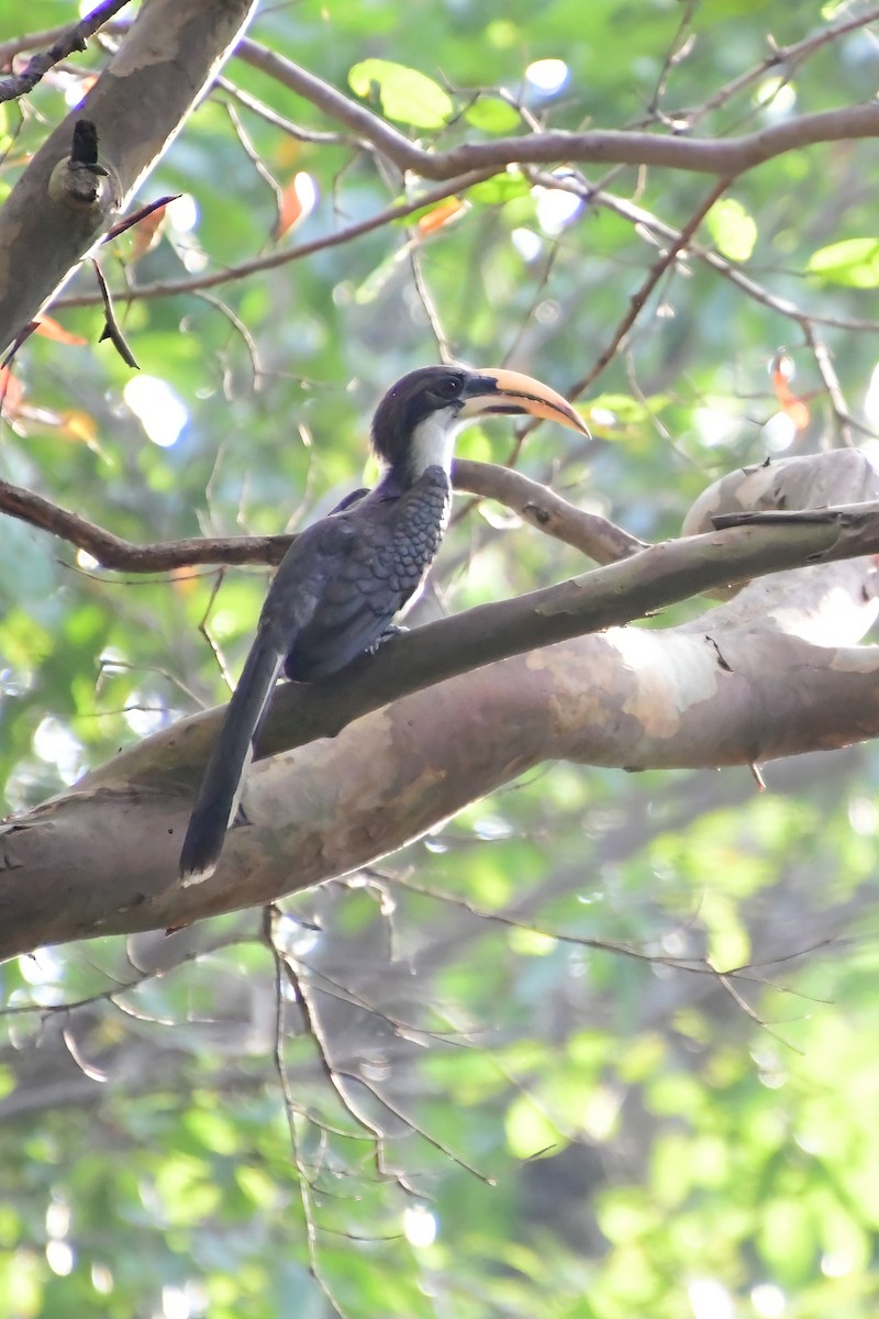 Sri Lanka Gray Hornbill - ML619586835