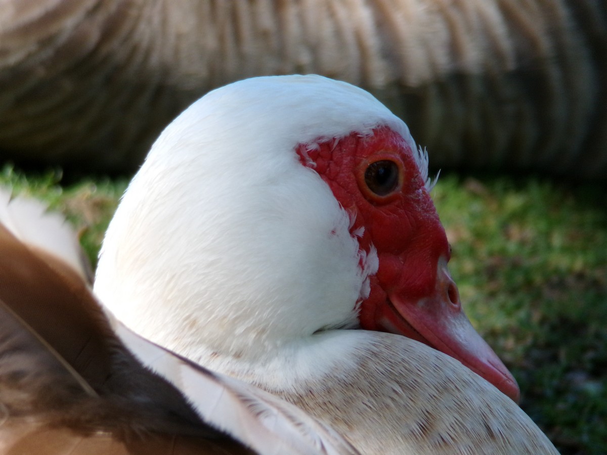 Muscovy Duck (Domestic type) - ML619586881