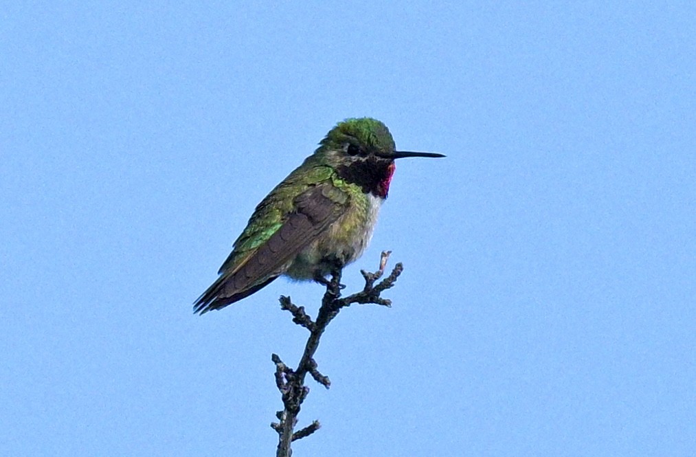 Broad-tailed Hummingbird - ML619586898